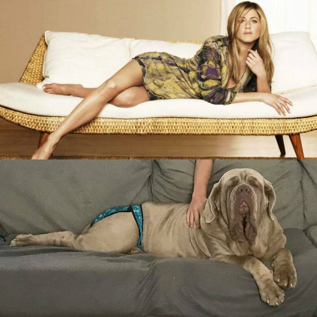 NordTitani's tweet photo. Who did it better?
.
.
#neapolitanmastiff #mastinonapoletano #italianmastiff #neosofinstagram #neapolitanmastiffsworldwide #neapolitanmastifflovers #neapolitanmastiffs #mastiffgram #bigdogs #dog #dogs #mastiff #mastino #mastiffsofinstagram #neo #dogsof… https://t.co/PNYkFCtfbh https://t.co/TBoGxdF2Eg