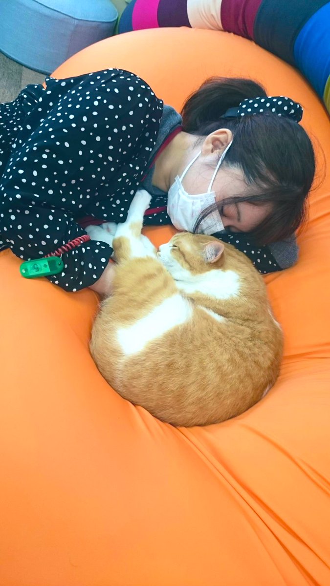 sere148's tweet photo. おはようございます🌞
今日は推し猫やまとのお誕生日🐈🎂
やよもあーちゃんもおめでとう🎉

犬派のわたしを猫沼に落としたやまとは永遠にわたしの推しです😭💗

@catcafenekorobi 
#ねころび https://t.co/Z0sNWpbFiF