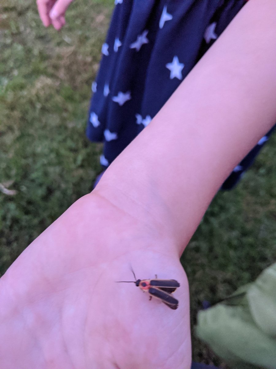 kindle_cards's tweet photo. @CentWashParks Saw lots of these on the 4th https://t.co/zjR3wBpXct