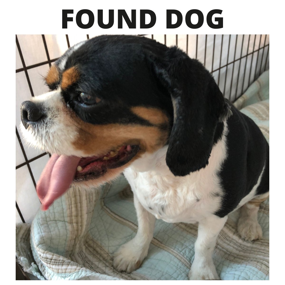 SPI_Friends's tweet photo. FOUND DOG: Small beagle mix male dog found on East Palmetto street. No collar or leash. If you have any information on the dog please call Friends of Animal Rescue at 956-772-1171. #founddog #lostdog #sopadre https://t.co/6rWwjvlGc8