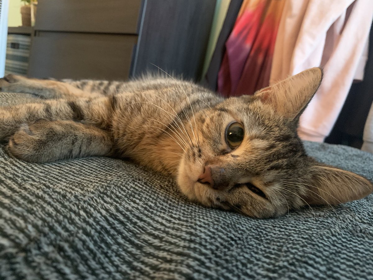 MaggieLent's tweet photo. Anybody looking to add the sweetest Peach Cobbler ever to their fam? Adopt my foster bb!! https://t.co/6FHAHfmYs8