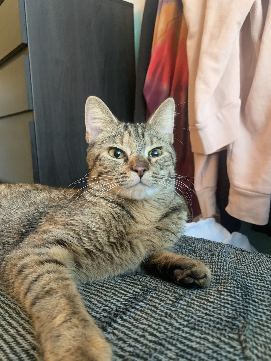 MaggieLent's tweet photo. Anybody looking to add the sweetest Peach Cobbler ever to their fam? Adopt my foster bb!! https://t.co/6FHAHfmYs8