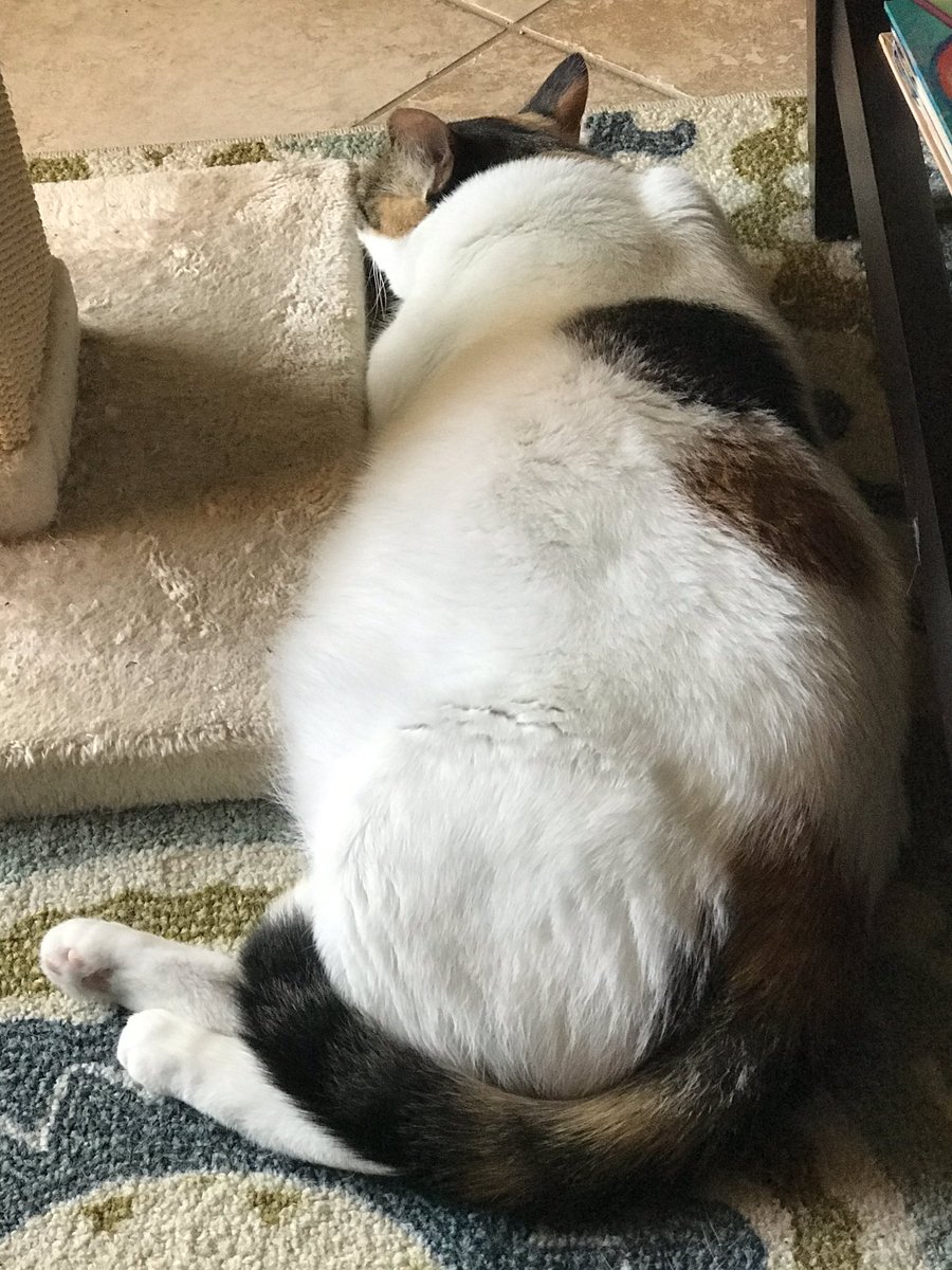 Riles4USC's tweet photo. @CatFoodBreath 👏👏 Nugget says hi! 🐾😴 #socalkitty https://t.co/m7NW6Rd7Y7