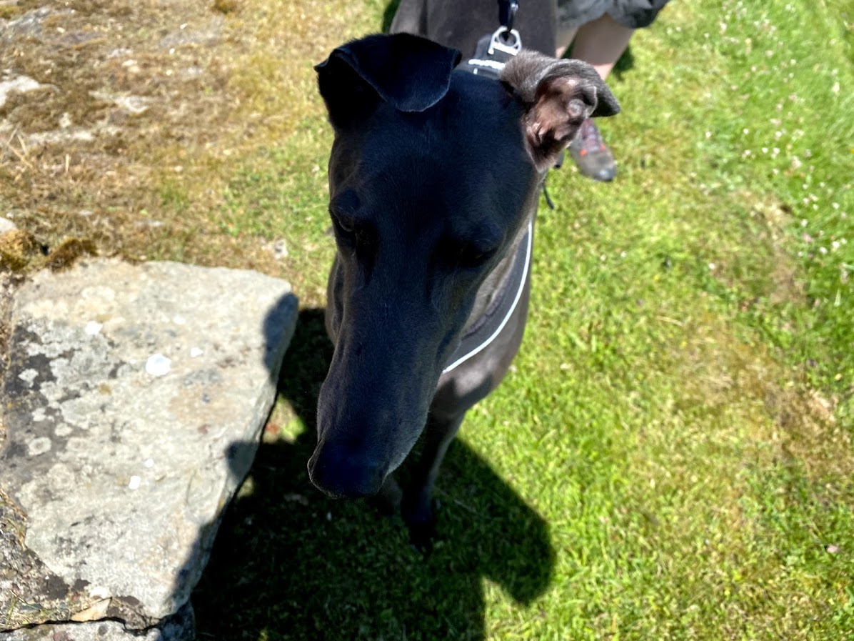 DogWalksNearMe's tweet photo. We spent the weekend exploring along Hadrian's Wall in north England. 

Including some #dogfriendly excursions @EnglishHeritage Housesteads, Birdoswald and Corbridge.

Walks we explored will appear on https://t.co/Dd6jIkZMN9 in the near future! 🐶

#DogWalksNearMe #HadriansWall https://t.co/IrQjM7nHPP