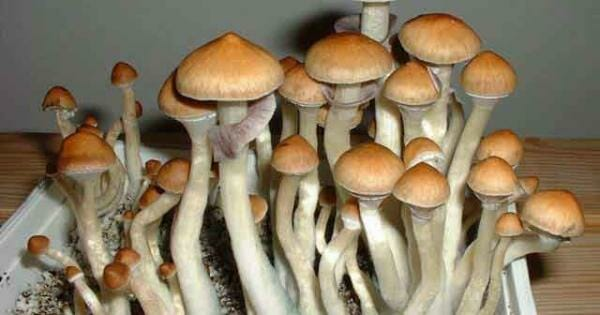 Nick Jikomes tweet media