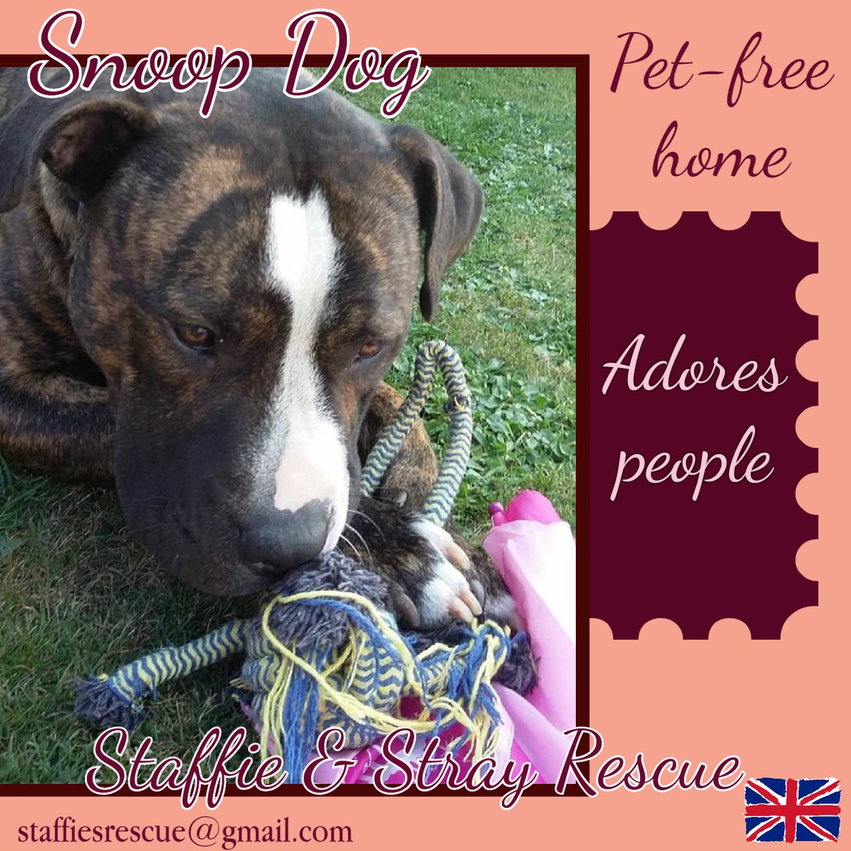 The_Animal_Team's tweet photo. 4yo StaffyX SNOOP DOG is looking for a pet-free, wonderful home. He can't live with dogs or cats but can live w/kids 6+ as he adores humans. He loves lots of attention &amp; cuddles, &amp; is looking for someone to play ball with basically. https://t.co/NVuqYFS6ye #TeamZay #K9Hour https://t.co/PfwtrFh17j