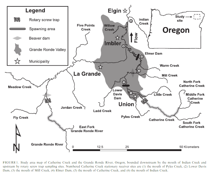 salmon_net's tweet photo. Overwinter ecology of #Chinook #salmon parr can guide winter habitat #conservation and #restoration 

Two pops with divergent rearing and mvmt patterns both favor lentic habitats like beaver ponds as core winter areas

#fishsci @MyODFW @eoumountaineers 

https://t.co/XEwYsPCEIQ https://t.co/N1nMRNThaW