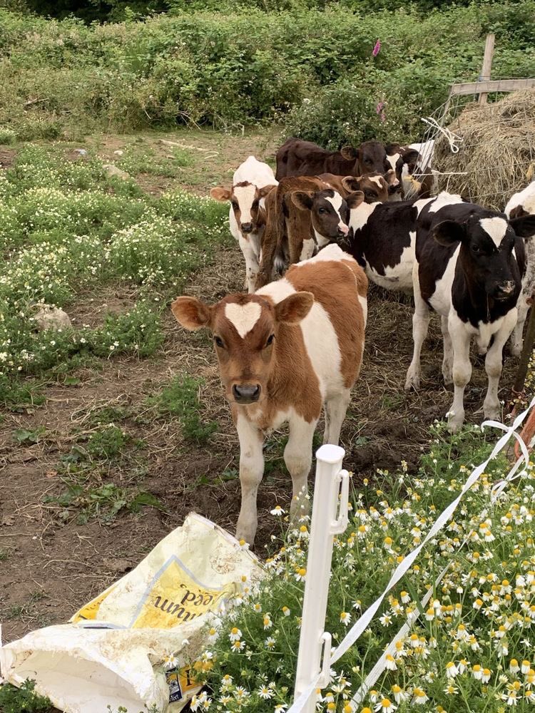 oh to be a cute cow with a heart patch