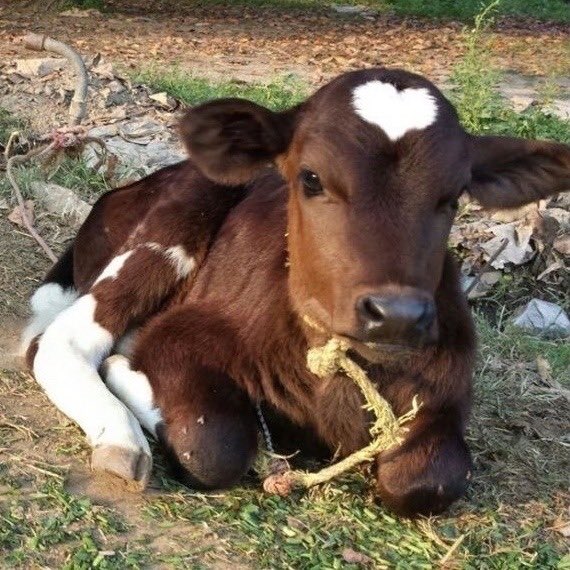kanekislut's tweet photo. oh to be a cute cow with a heart patch https://t.co/oXOoe2i8Fp