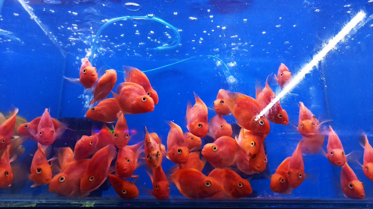 LivepetsIn1's tweet photo. Livepets: Red heart Shape parrot fish. For order visit https://t.co/BlkKNqiCvU #livepets.in #aquarium #freshwaterfish #fishlover #Mumbai https://t.co/qubAwJAf0d