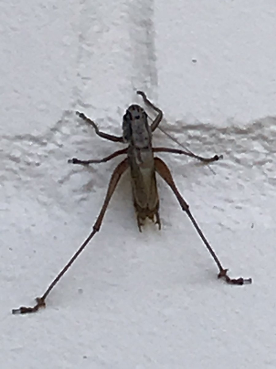 ⁦<a href="/ChrisGPackham/">Chris Packham</a>⁩  is this a grasshopper ? Taken on my outside wall in West Berkshire. Thanks