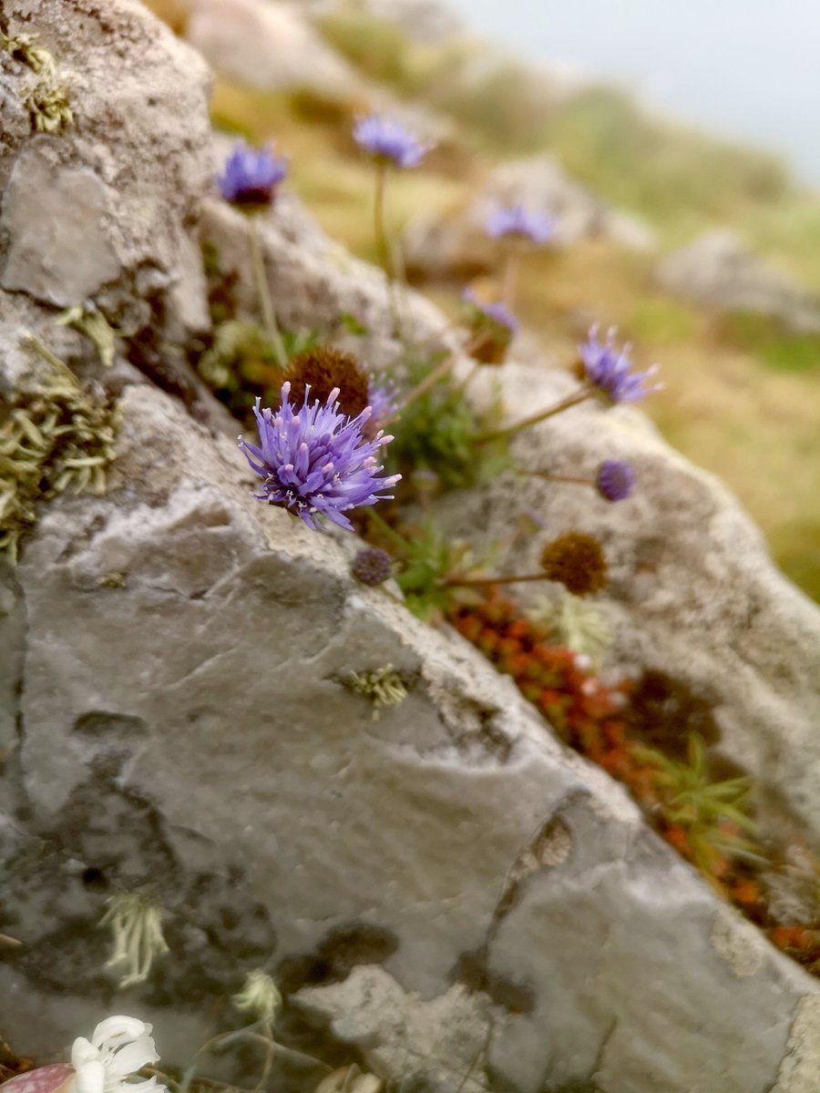 MikaelPennec's tweet photo. Ballade bretonne
#jaimemonfinistere #MagnifiqueBretagne
#jevisoutuvasenvacances
#finistere #finisteretourisme
#bretagne #bretagnetourisme
#presquiledecrozon #presquiledecrozontourisme #sentierdulittoral #sentierscotiers #gr34 #camaretsurmer #penarbed https://t.co/RZYB7eD19k