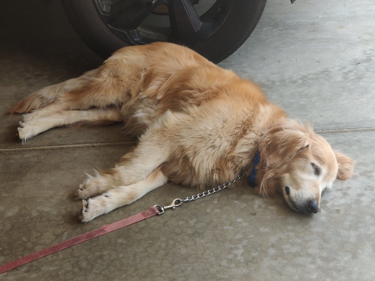 buckeyepuff's tweet photo. Bigly had a great time taking a nap today! 💤 #sleepybigly #sleepyboi #happynappy #biglypuff https://t.co/Q13fNZsgk6