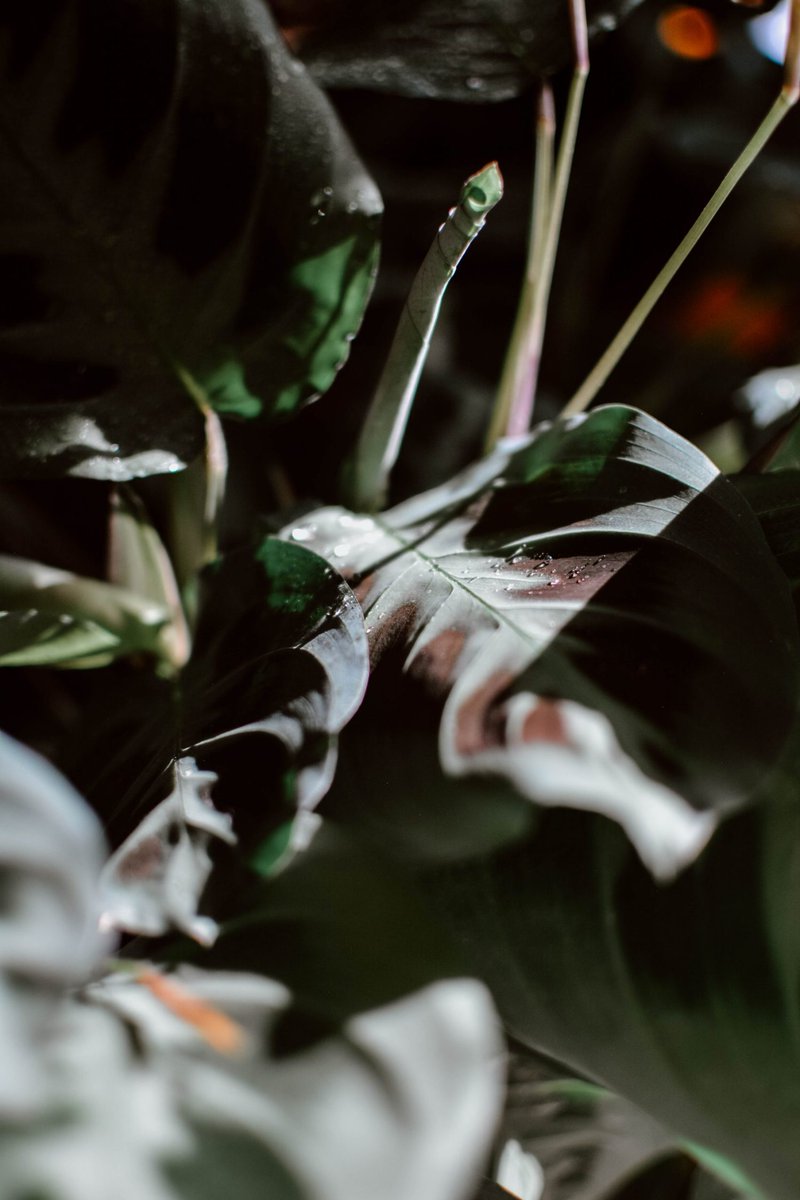 cityscapebliss's tweet photo. Do you want to give your houseplants TLC but don't want to support industrial fertilisers? Try these DIY ZERO WASTE options🌿

https://t.co/hnwms3RuAa

#zerowaste #diy #intentionalliving https://t.co/TDZTxhcMCk