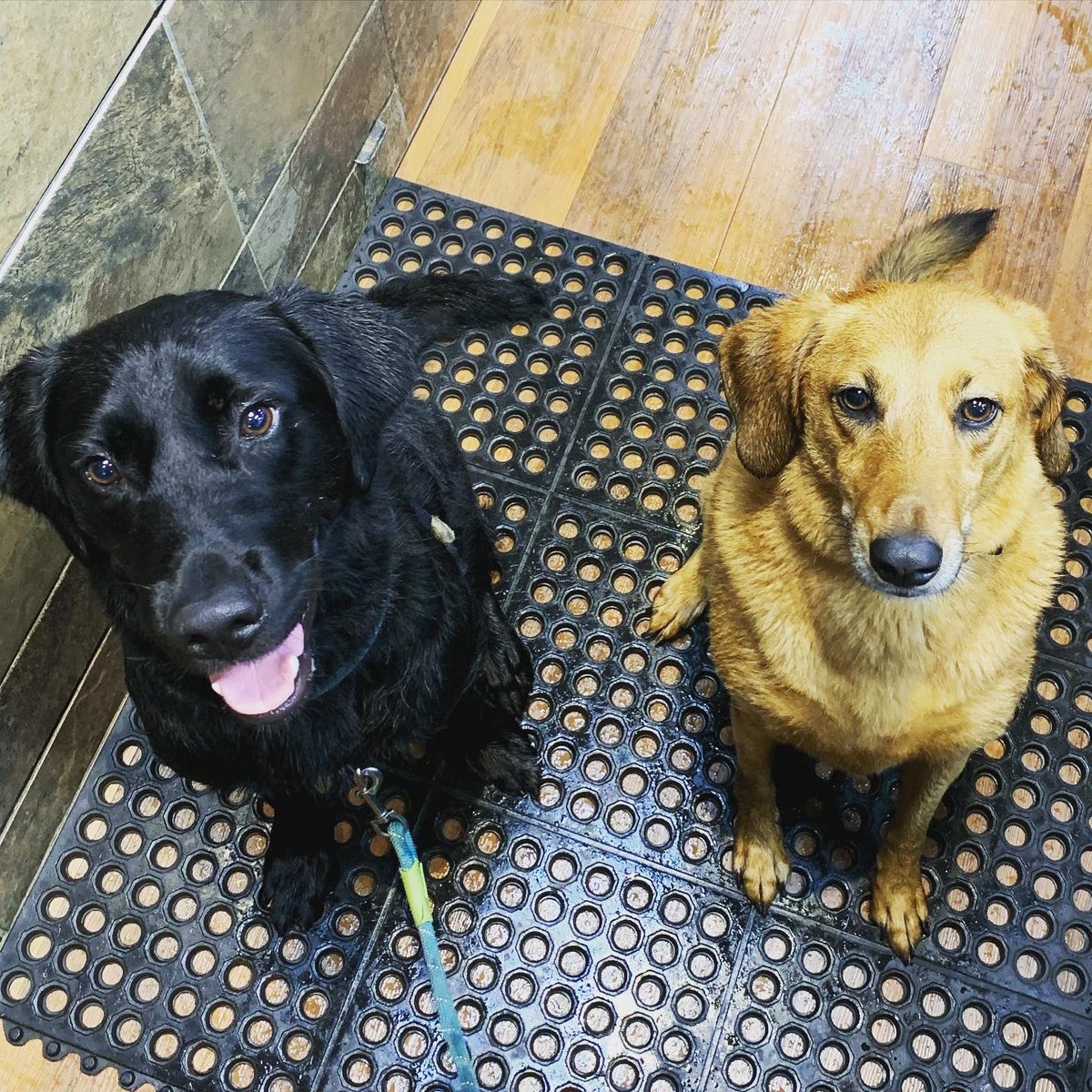 These best friends got together today and played at Round Valley... then they both got a bath! 🐾💦