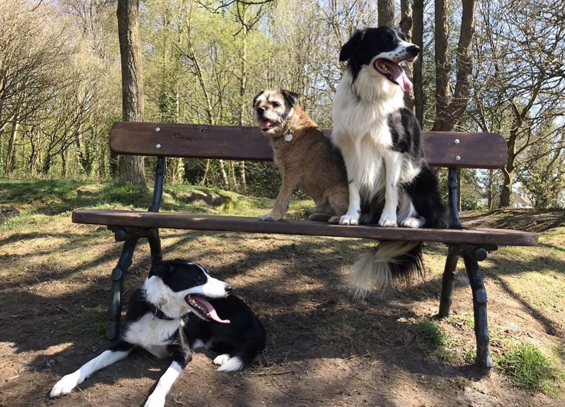 TailChasers1's tweet photo. Move along please, 2m distance between households! #TunbridgeWells #dogwalker #dogs #collies #borderterrier https://t.co/oz5wGwmRjL