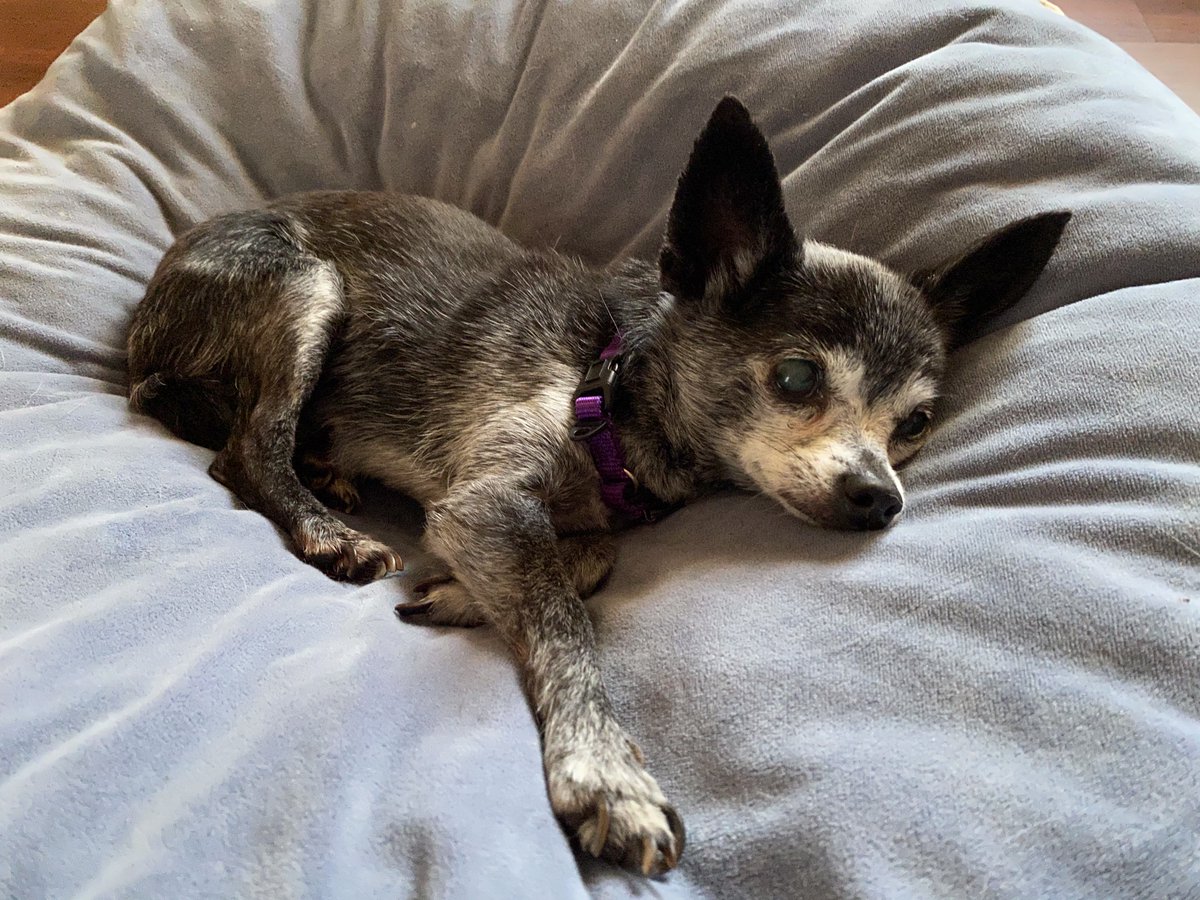 CastCritter's tweet photo. #NewEpisode alert! Ep. 58 is all about #seniordogs as we interview Bunny from @Muttville and we love on some foster dogs (Ethel is soon to be a Muttville dog!) 

Featuring a promo from @FancyBlackLady_ 

#crittercast #animalrescue #podcast https://t.co/gEWixzOrza