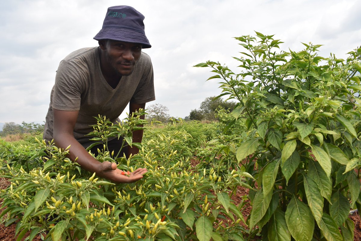 SugecoTanzania's tweet photo. This is Humphrey who is running a project "African Bird Eye Chillies" at SUGECO. The project is well designed and structured in a way that many youth will benefit from the agribusiness project that is expected to start after this trial. Implementing #kizimbabusinessmodel https://t.co/zNJzJCrFBn