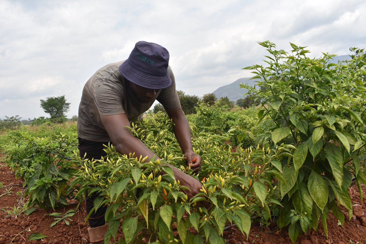 SugecoTanzania's tweet photo. This is Humphrey who is running a project "African Bird Eye Chillies" at SUGECO. The project is well designed and structured in a way that many youth will benefit from the agribusiness project that is expected to start after this trial. Implementing #kizimbabusinessmodel https://t.co/zNJzJCrFBn