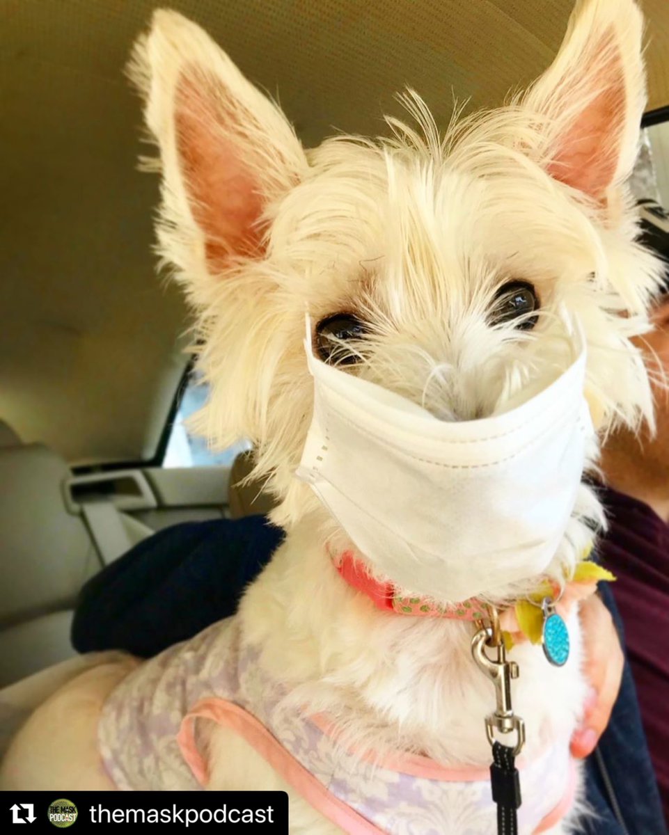 “Hey Dawgs, times might be ruff but we’ll get through it if we all work together! Raise your woof &amp; stay at home or at leashed wear a mask like me!❤️My pet human is 1 of the makers of <a href="/TheMaskPodcast/">The Mask Podcast</a> that inspired me." 

~ I swear to dog she said that!!!! (the human)
#WhereAMask