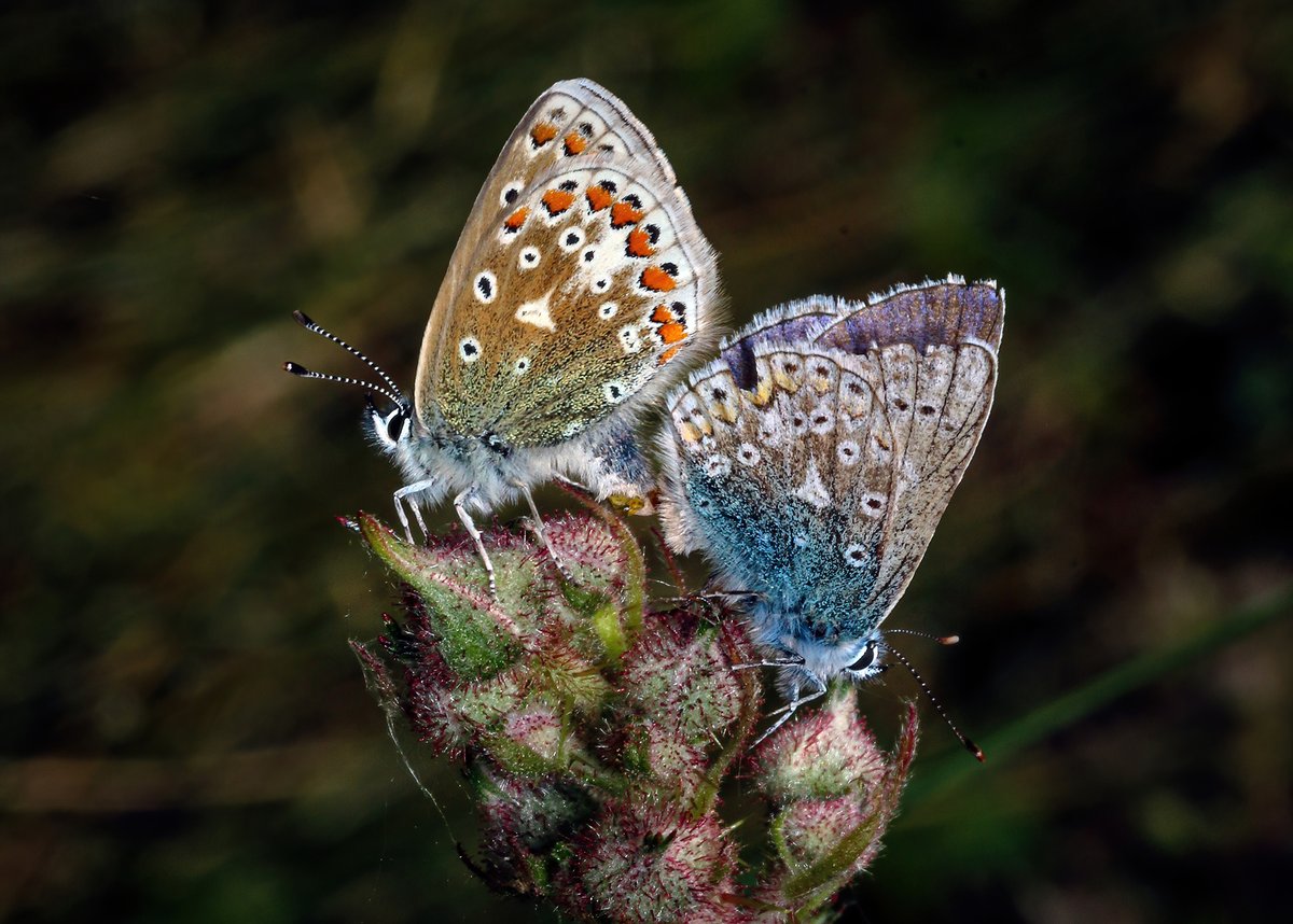 wildaboutIRL's tweet photo. Common Blue Butterflies mating, Raven Forest Wexford.
#BUTTERFLY #Butterflies #wildlifephotography #WILDABOUTIRL #wildlife https://t.co/koC1ijScW0