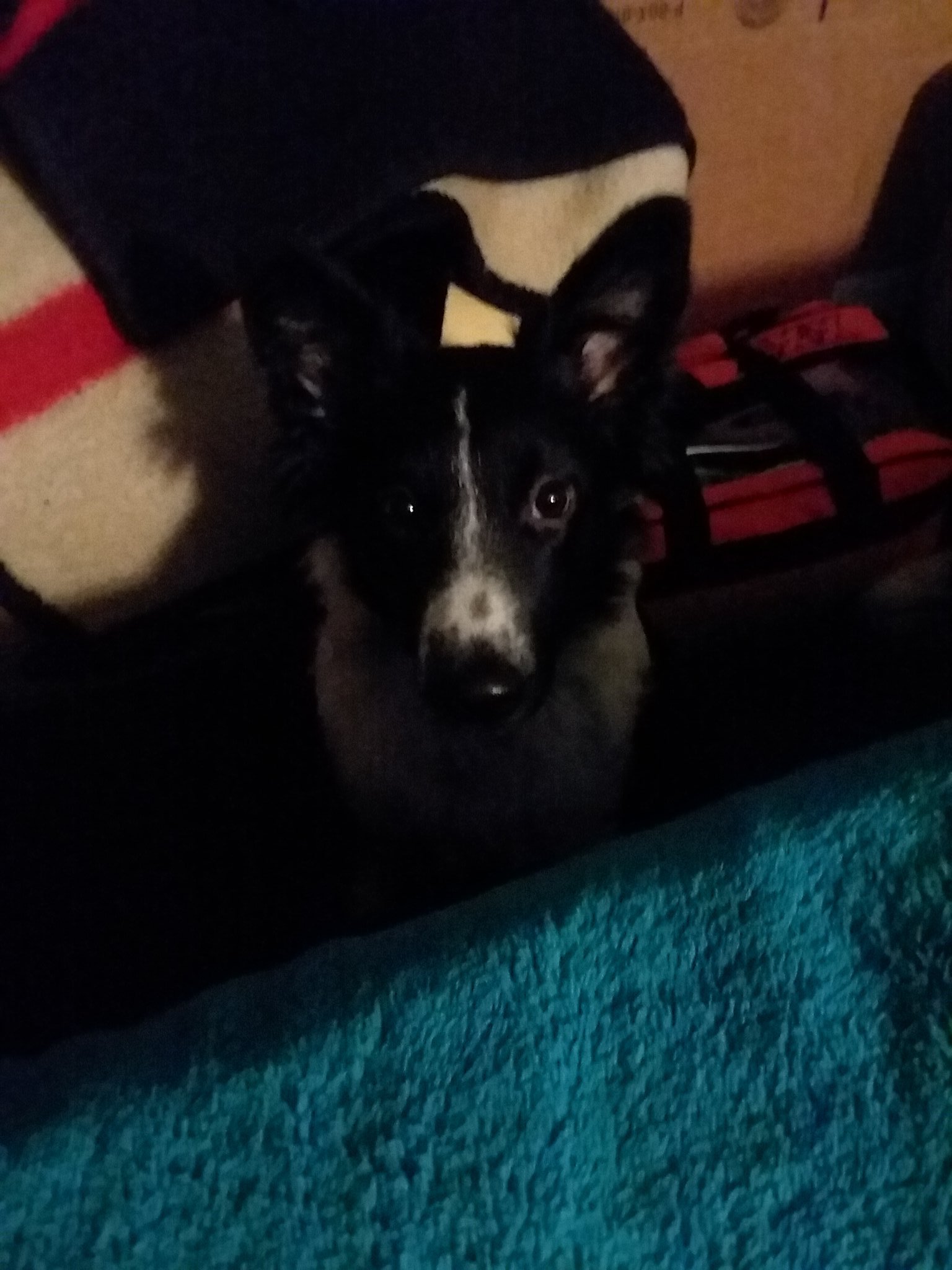 Just wanted to say happy first birthday  to my beautiful panda bear   