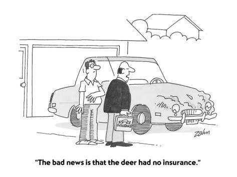 Ronnie Shriner Insurance Agency Luckily We Don T Require Deer To Have Insurance But If You Do Live In An Area With A Lot Of Deer You Re Going To Want To