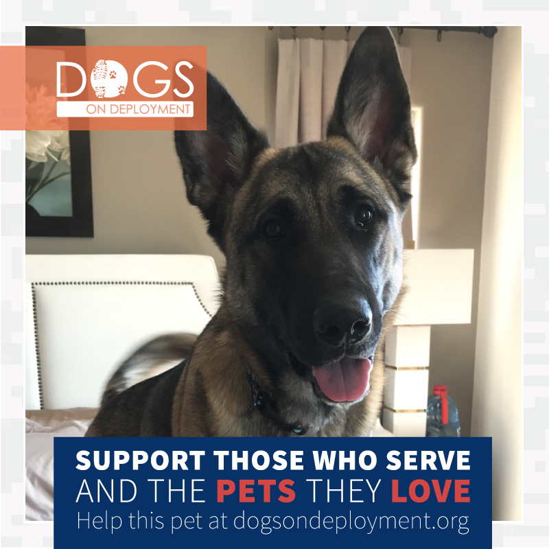 DogsonDeploymnt tweet picture