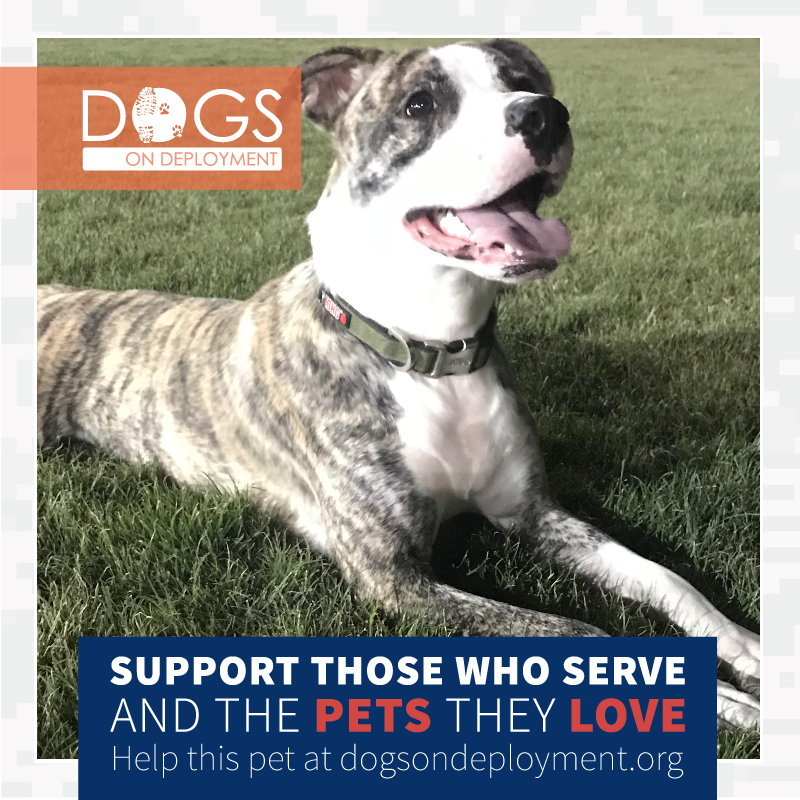 DogsonDeploymnt tweet picture