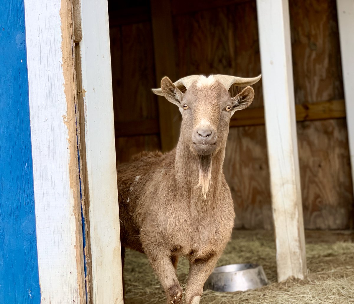 cottonbranch's tweet photo. That face you make peeking around the corner when you hear a "bump" in the night... π
#goat #garth #whatwasthat #whothere #rescue #cottonbranch #farmanimalsanctuary #nonprofit #mondayfun #love https://t.co/0DHkhOKmrA