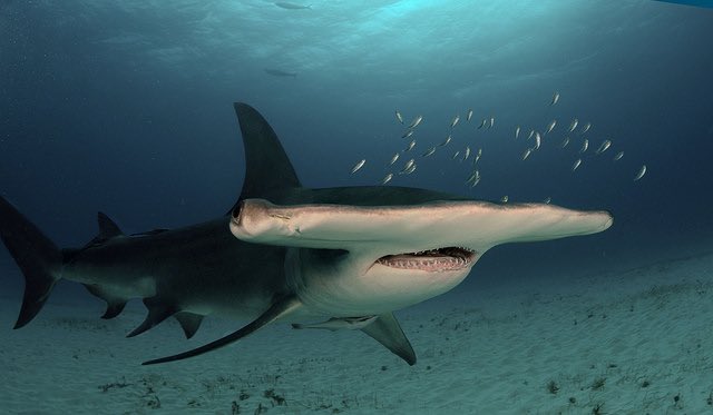 #7 GREAT HAMMERHEAD -their heads are shaped like hammers!!!!!-big ass forehead has electrical receptors for finding prey-fave food is stingray-sometimes they swim on their side bc it is more aerodynamic !-i will kiss them -travel alone and swim far distances