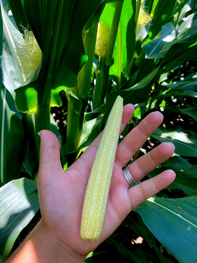 A little DKC 65-95 in Southeast Nebraska, 20 rows around👇🏻
