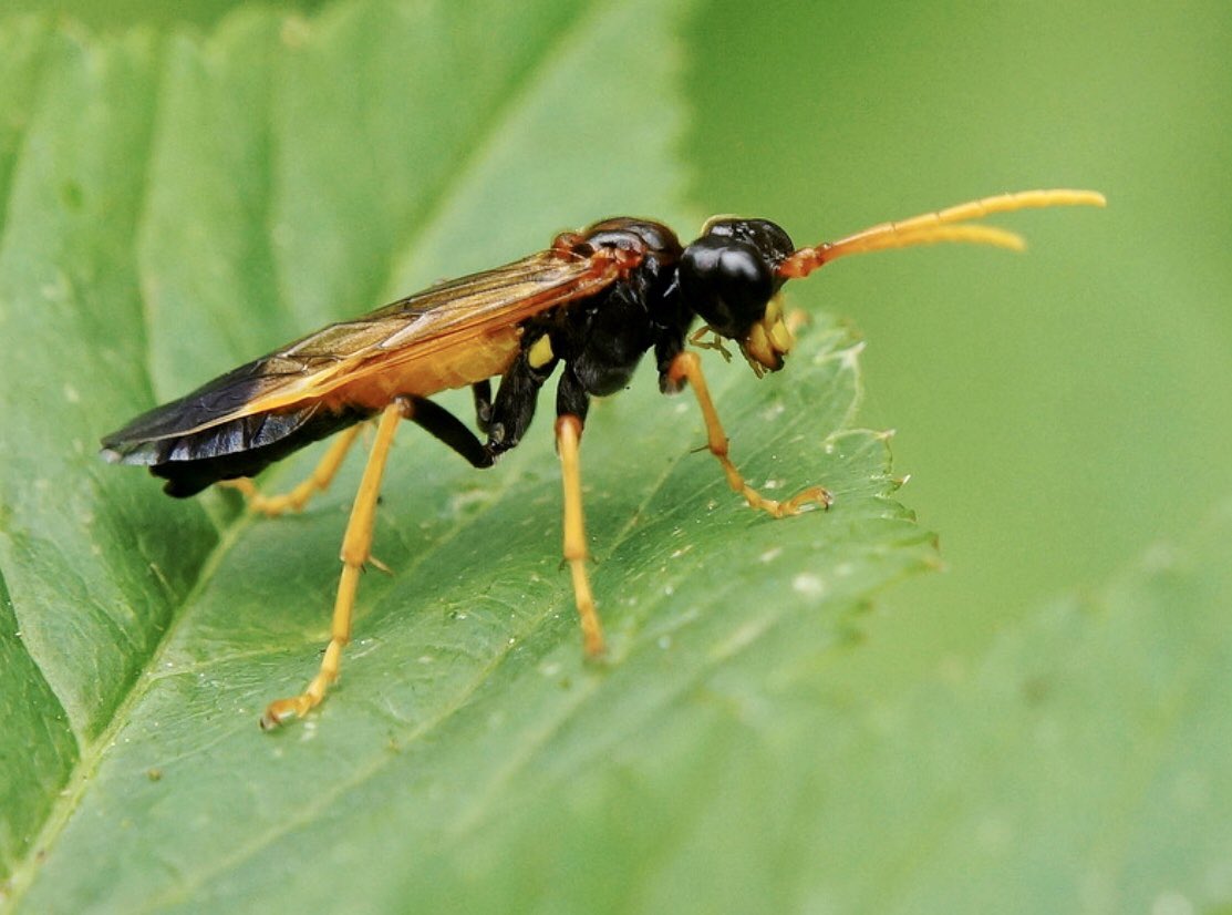 Vrijevogel56's tweet photo. Tenthredo campestris is een vliesvleugelig insect uit de familie van de bladwespen, prachtig beest! #Diependal #Drenthe @AglaiaBouma Geen NL’se naam? https://t.co/lWbJVyzgA9