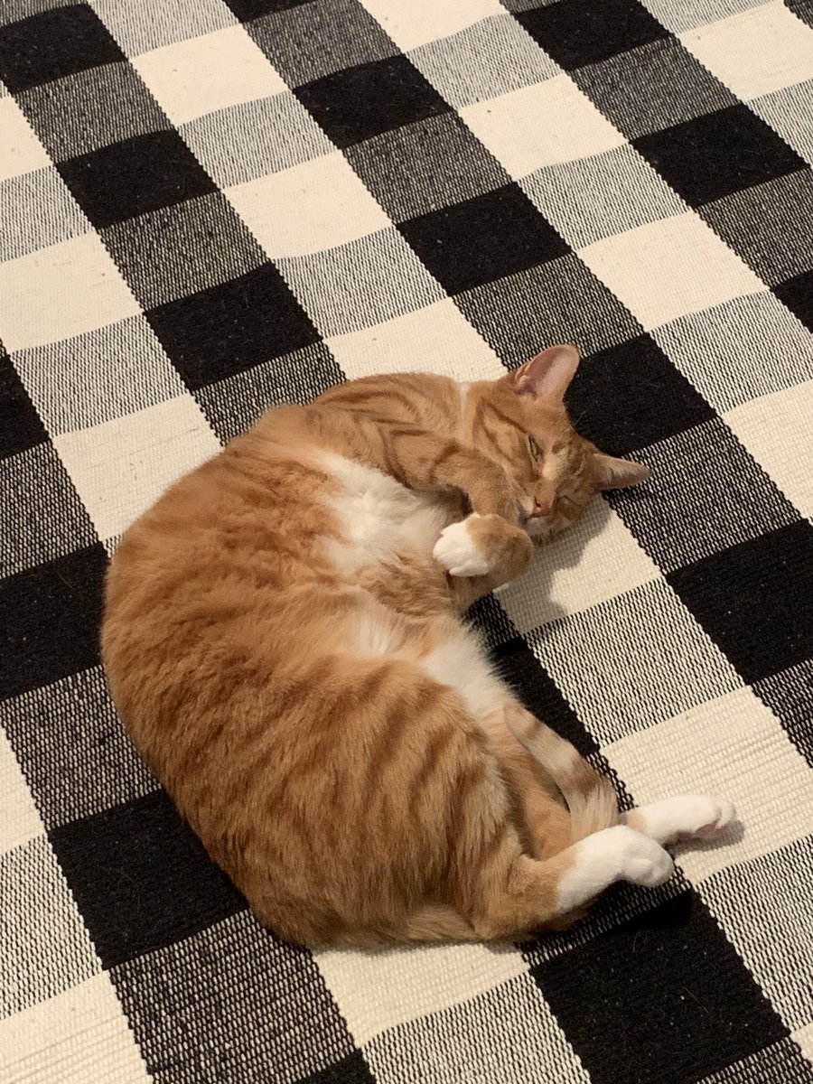 MrKyleRose's tweet photo. @metalsorcery My cat Izzy says hi and she hopes your day gets better. 😺 https://t.co/CtIAvfbKmn