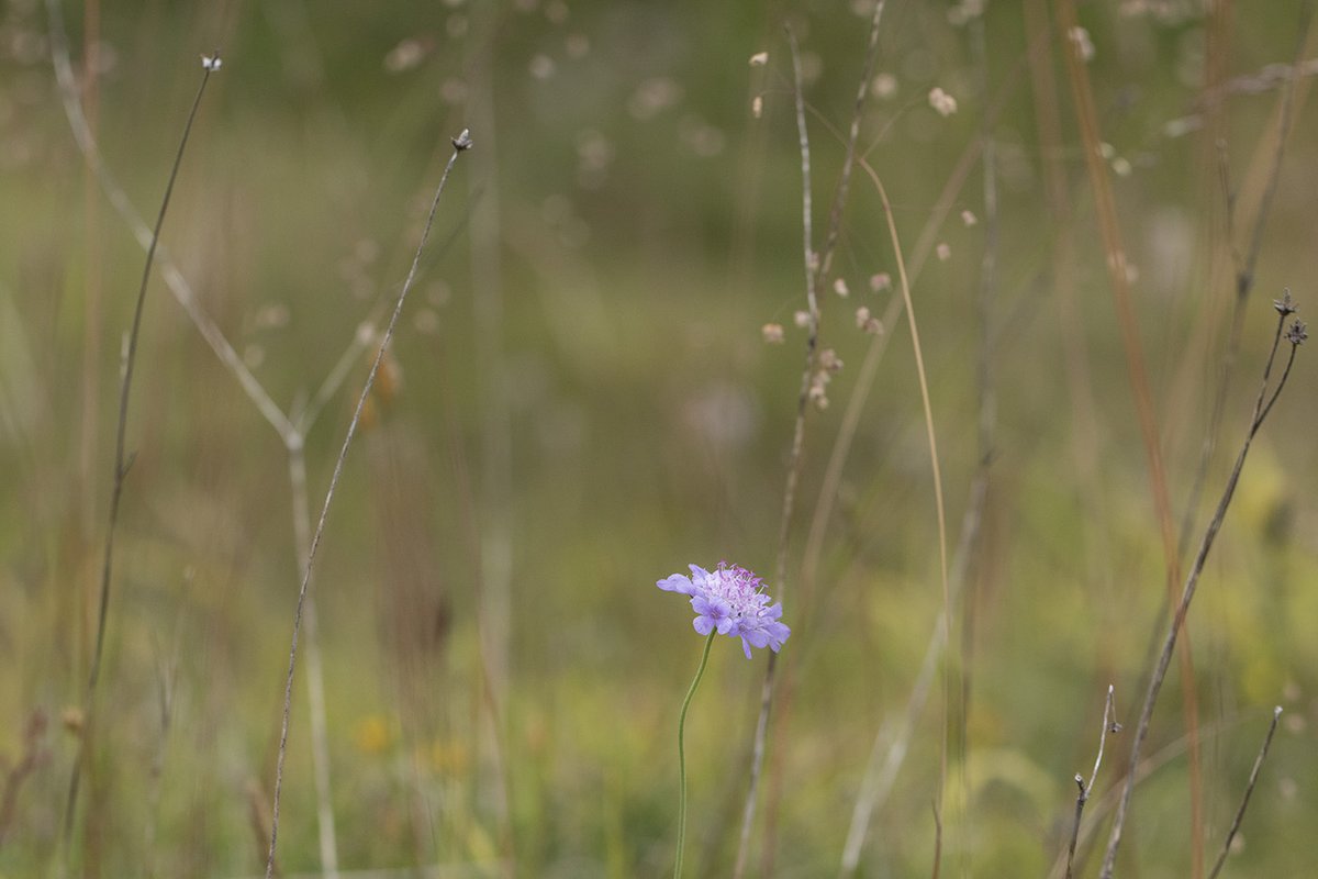 "Field Scabious"

For #Sharemondays2020