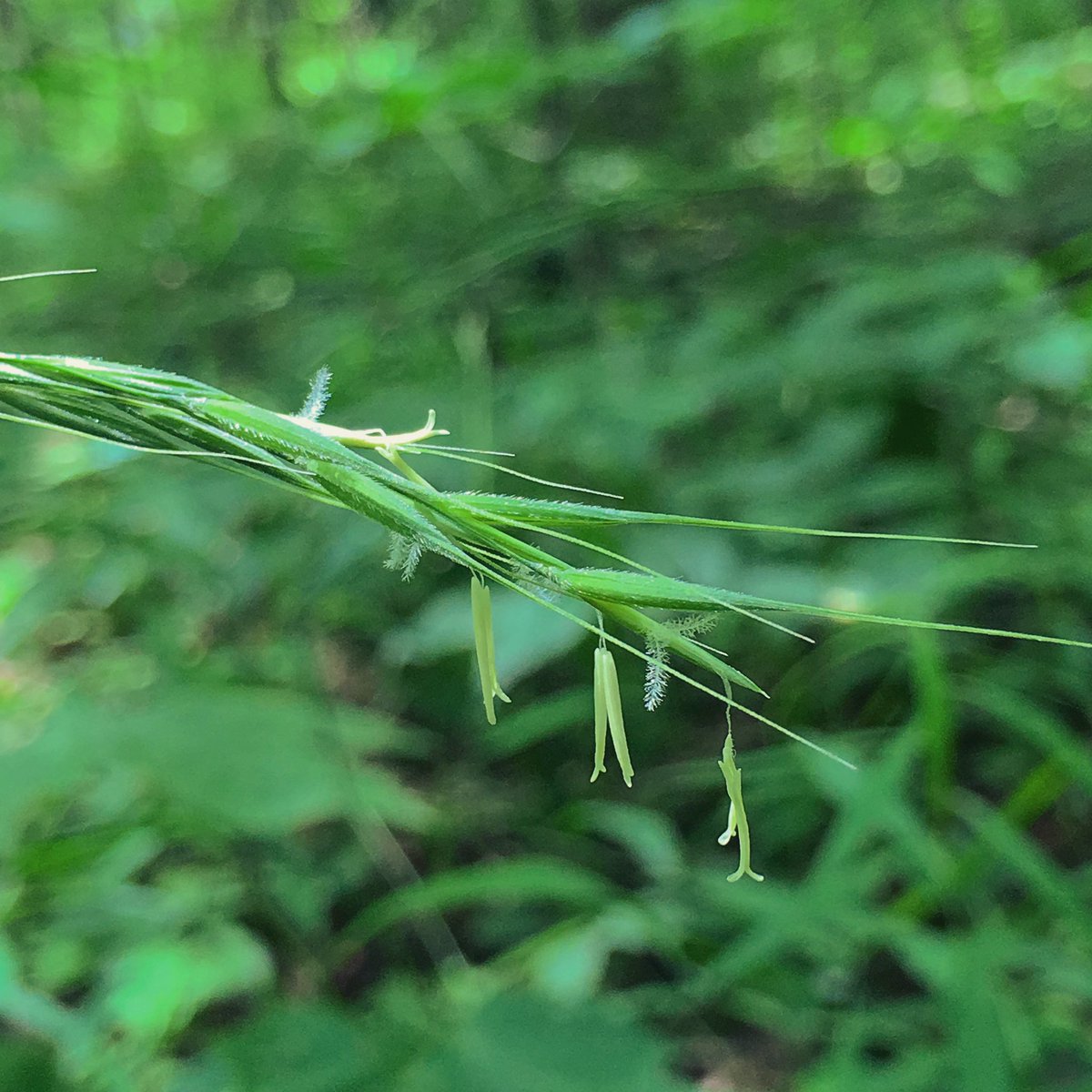 metaphytics's tweet photo. i learned bearded shorthusk (Brachyelytrum erectum) by the much more whimsical name of “stained glass grass.” if you hold a leaf up to the light, there are tiny lateral veins linking up the standard parallel grass venation so that it makes little green windowpanes! #monocotmonday https://t.co/Pr2knBUV8T