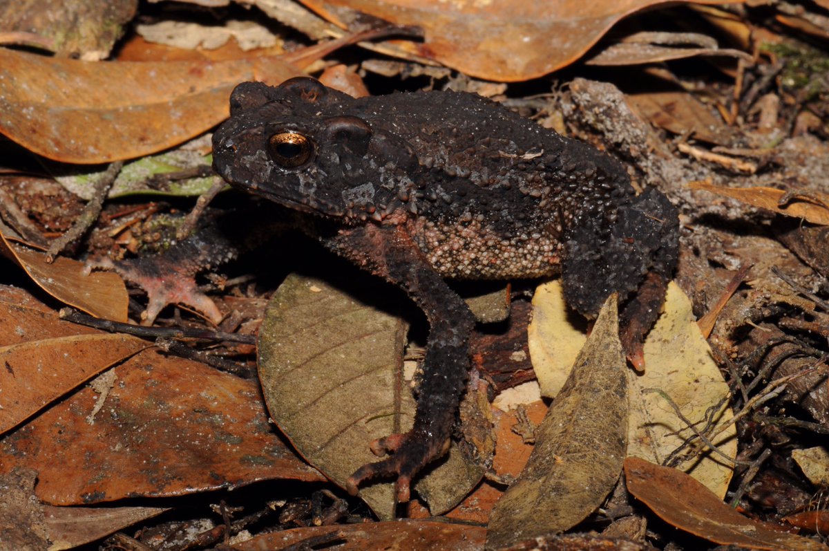 JenASheridan's tweet photo. Did someone say #Toadoff!? How ‘bout this beauty from a #Laos trip w/@bryanlstuart: Ingerophrynus galeatus! Spiky sides: check. Cool parotid glands: check. Color variation from red to beige to almost black: check. In other words: check mate, #toad peeps. Check. Mate. https://t.co/juCgw9N1Cj