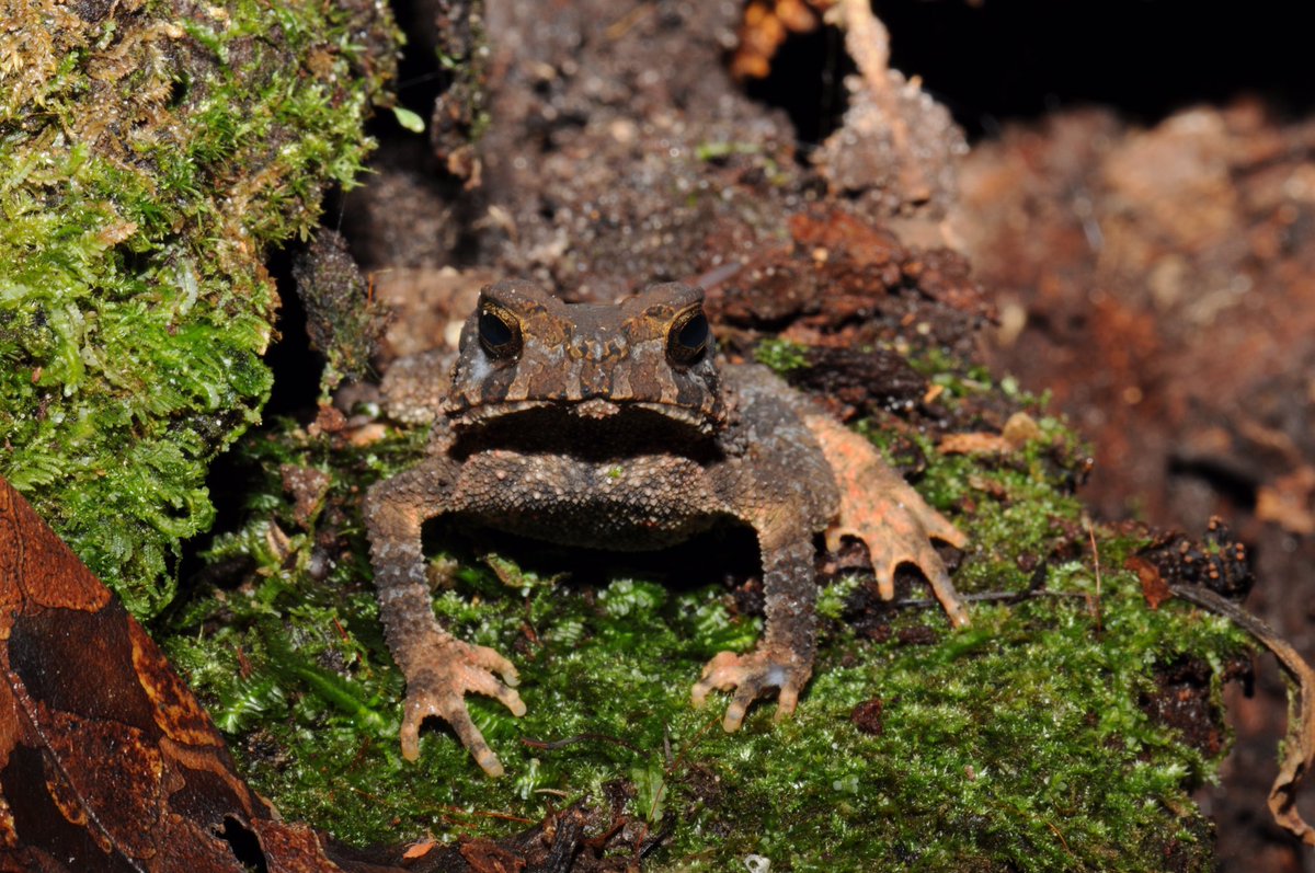 JenASheridan's tweet photo. Did someone say #Toadoff!? How ‘bout this beauty from a #Laos trip w/@bryanlstuart: Ingerophrynus galeatus! Spiky sides: check. Cool parotid glands: check. Color variation from red to beige to almost black: check. In other words: check mate, #toad peeps. Check. Mate. https://t.co/juCgw9N1Cj