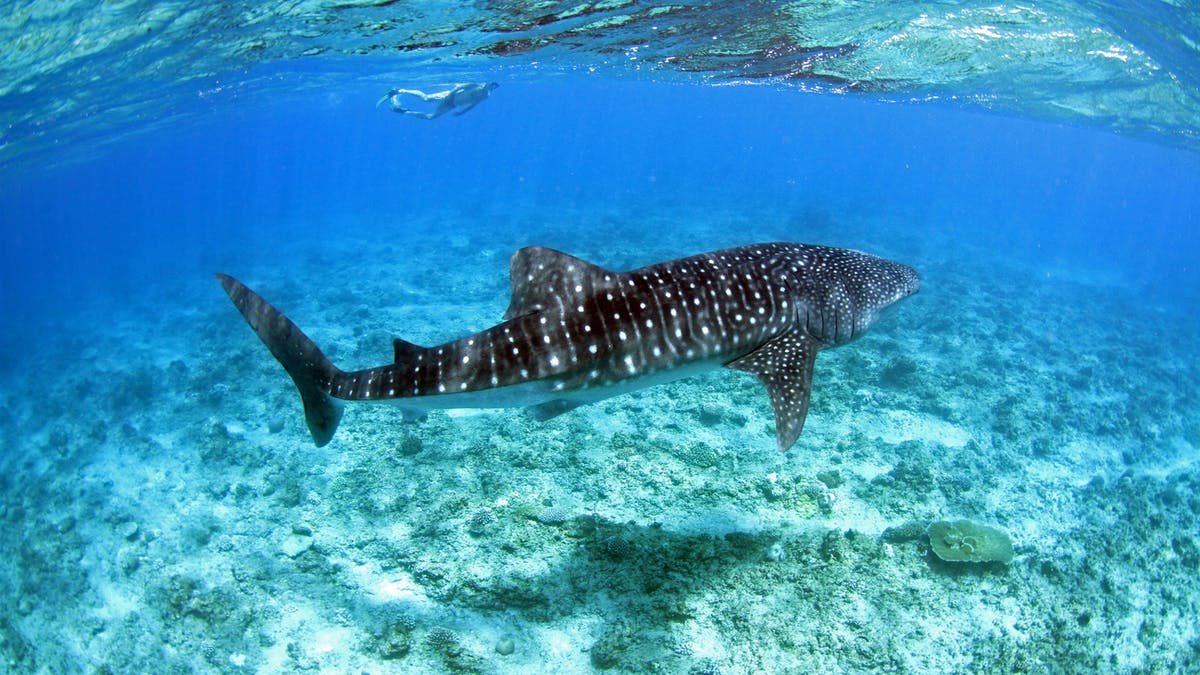 #5 WHALE SHARK-the largest sharks!!! max 40ft long-also the largest fish in the world-but don’t be scared they are gentle giants and lots of ppl swim with them-feed on plankton-each one has a unique spot pattern-slow swimmers and prefer tropical waters-majestic