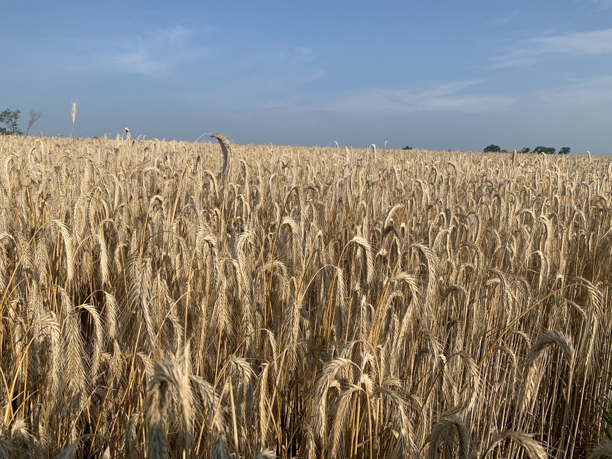 Chad Lee 🧢 tweet media