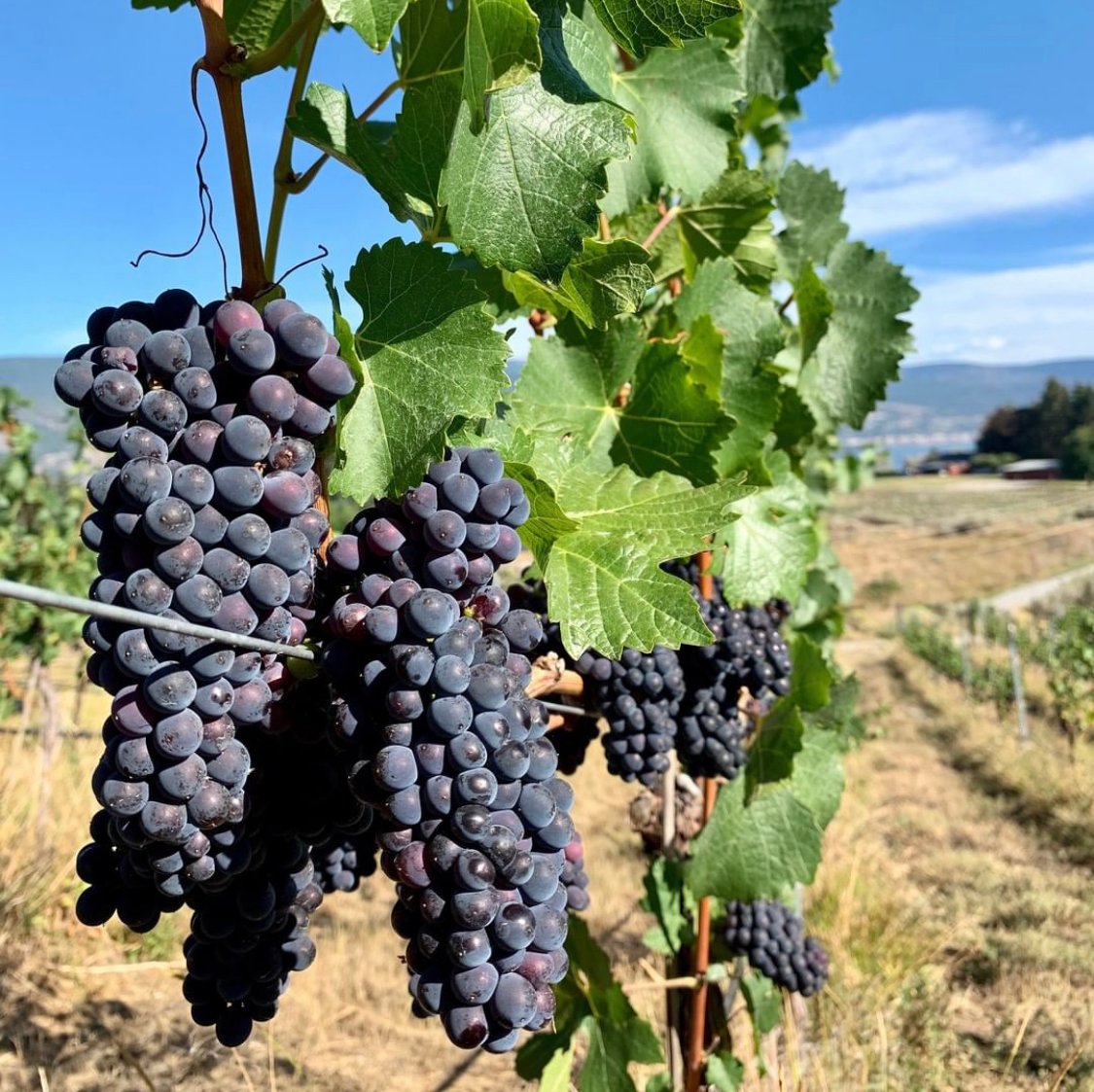 Can you guess what grape this is? It's Pinot Noir that is estate grown at <a href="/SageHillsWine/">Sage Hills Wine</a> , an organic winery. They are open daily, so stop by and try their beautiful Pinot Noir from Summerland! #summerlandsips