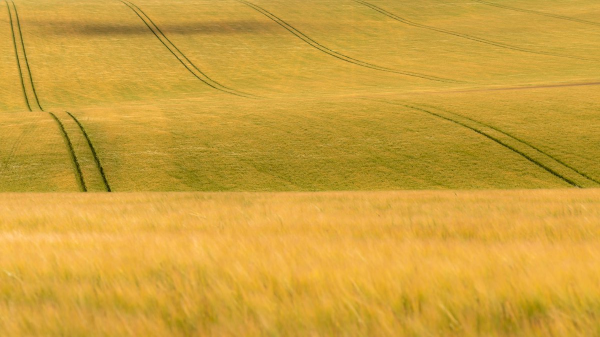 focalthingy's tweet photo. Just find me a field of barley and just leave me there...
#summergold
#StormHour
#rollingfields and #sunshine
#Wiltshire
#TimeForWiltshire https://t.co/oDoKPaTxkA