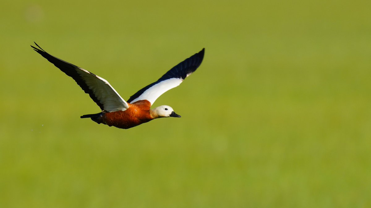 Bazı kuşlar ömür boyu eşlerine bağlıdırlar ve onu asla terk etmezler. Sevenleri ayırmayın #amanavcıvurmabeni #AmanAvcıVurmaBeni