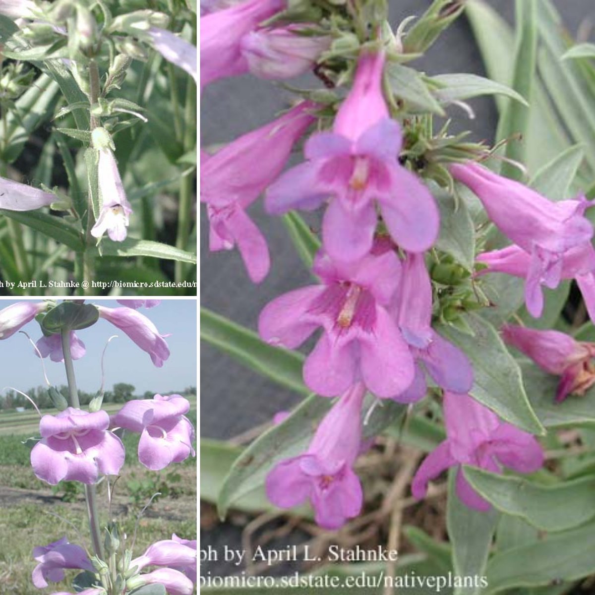 SDStateNPI tweet media