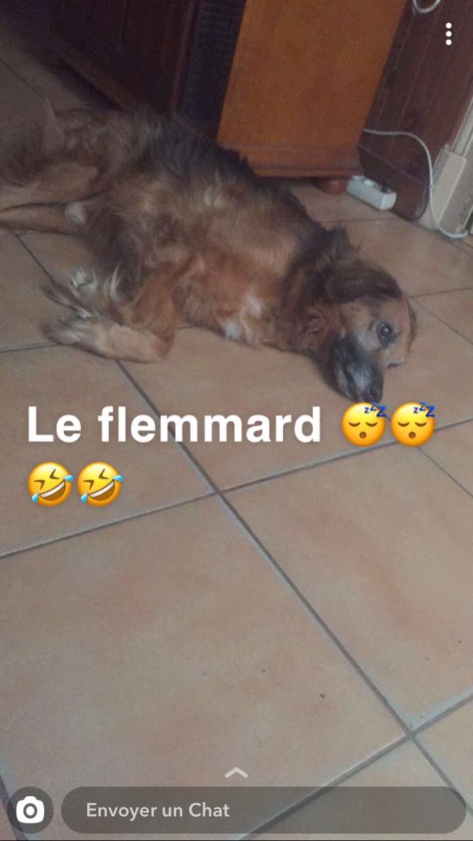 maheva20856956's tweet photo. T’as pas le droit de nous quitter mon Loulou tu es tout ce qui nous reste de lui 😭🙏#monpepere #mongroschien #soitfort https://t.co/0shNtq5SFu