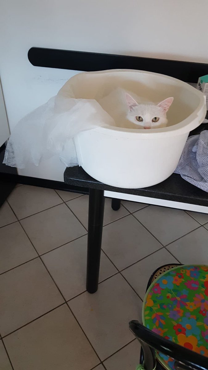 n0def's tweet photo. @dotMudge Otello the mimetic cat https://t.co/9YjPNteBgQ