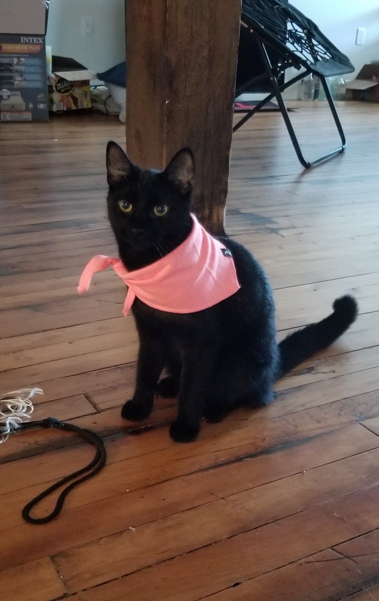 KonaRose4's tweet photo. @MeUndies Nebula Jean loves her new buddy band! https://t.co/HOtA5fa6E5