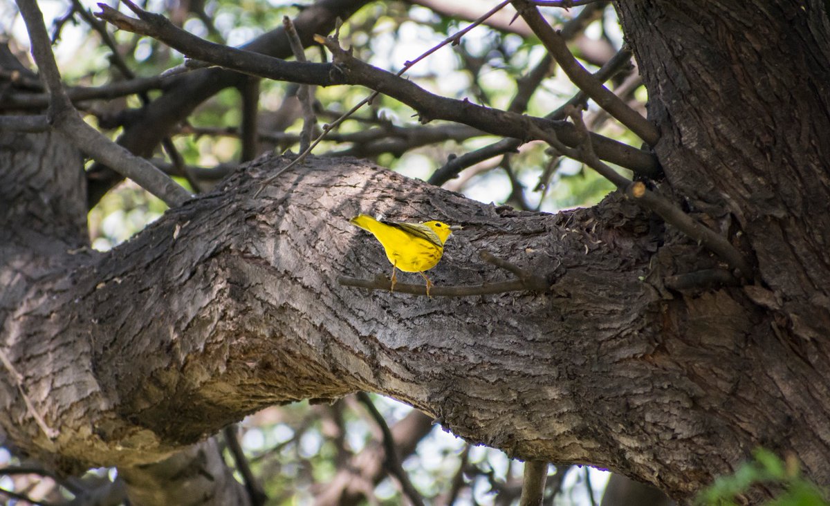 Unimagdalena's tweet photo. #DatosUM | El Bosque Seco Tropical de @Unimagdalena ha sido un escenario de estudio para estudiantes y docentes, quienes han determinado la importancia de los relictos para la conservación de poblaciones de aves residentes y migratorias dentro del casco urbano de Santa Marta. https://t.co/kNlXfMJLaY