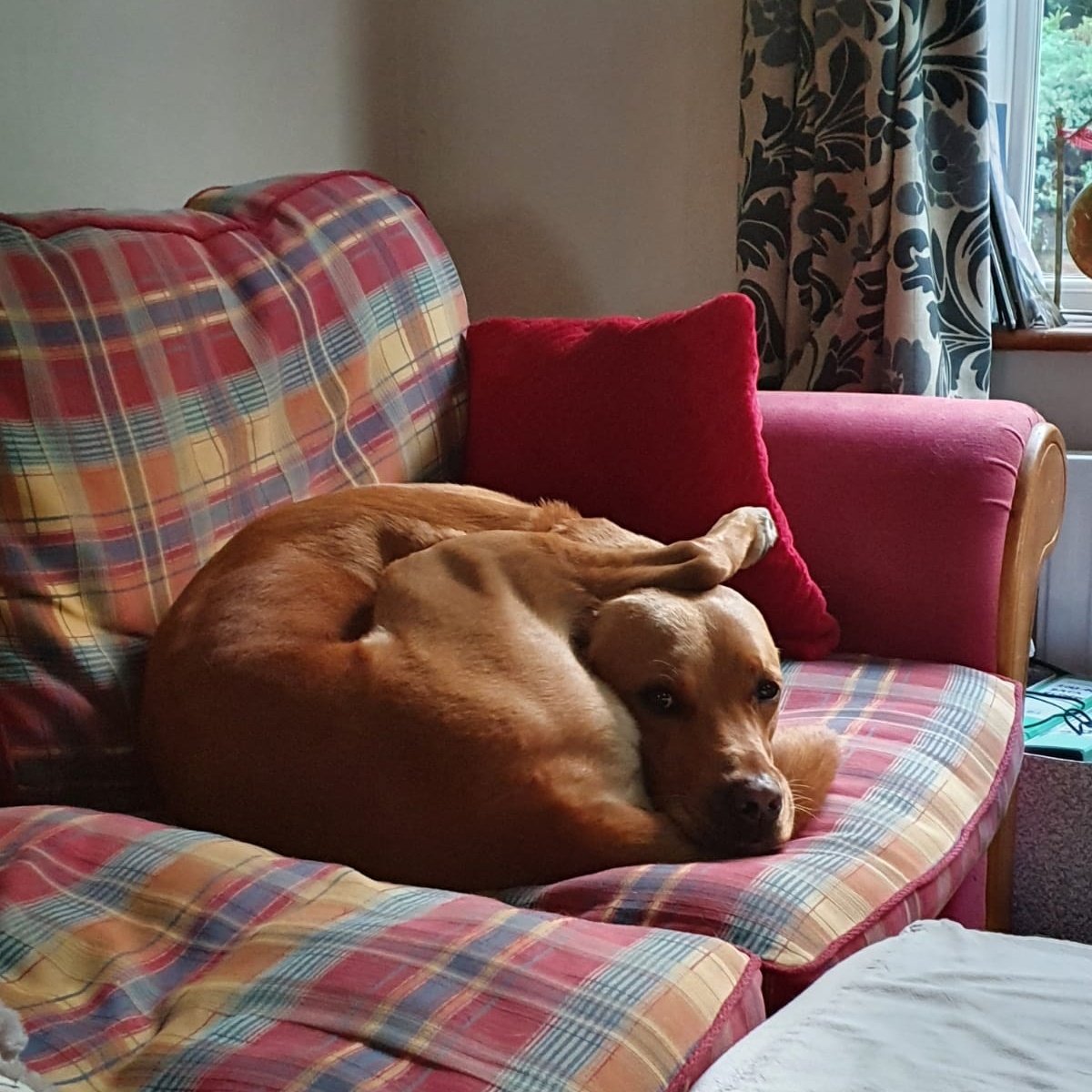 chili_pup's tweet photo. What? #comfyboy https://t.co/8WYsPOl8cs