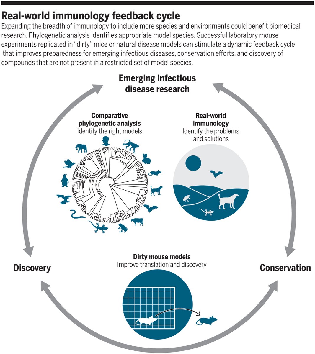 ScienceMagazine's tweet photo. Expanding the breadth of #immunology to include more species and environments could benefit biomedical research. Learn more in a new #SciMagPerspective: https://t.co/H75oQHOGca https://t.co/QChRYQcD5C